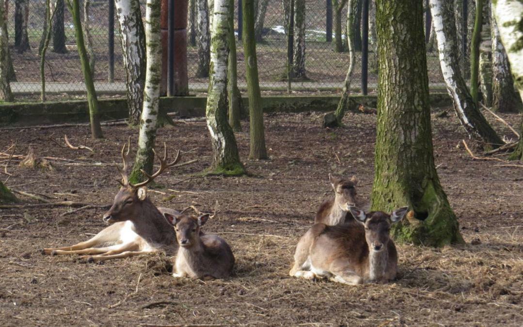 Park Lesny 'U Kaczyny' Hotel Rogow Eksteriør billede